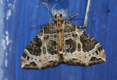 Réf. 217 330 : Ecliptopera silaceata